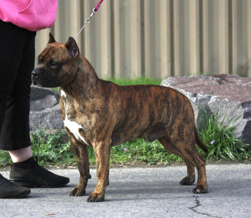 american pit bull terrier puppies for sale in the usa