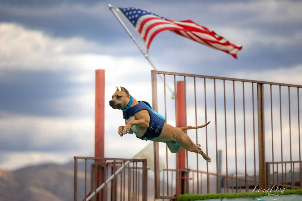 american pit bull terrier puppies for sale in the usa