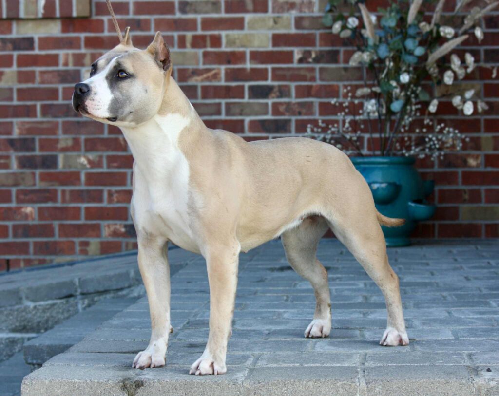 american pit bull terrier puppies for sale in the usa