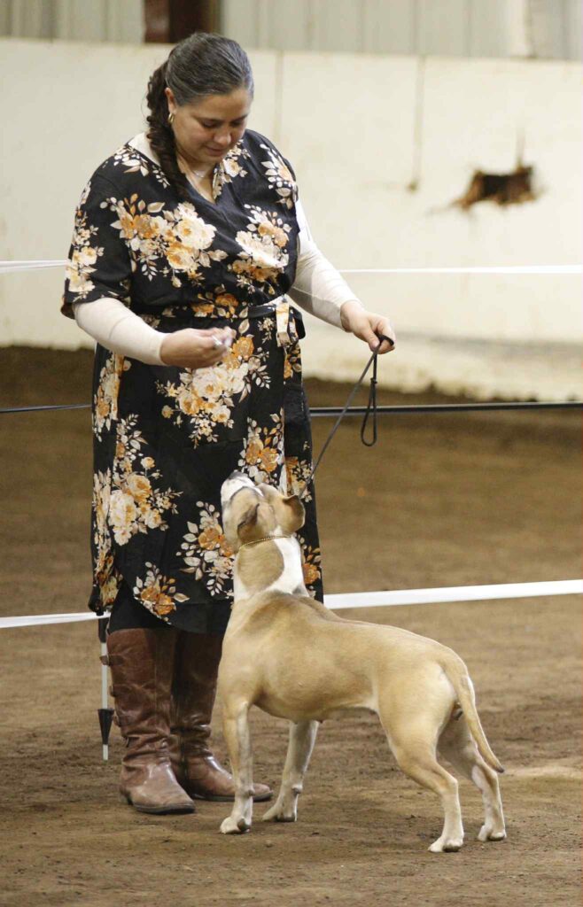 american pit bull terrier puppies for sale in the usa