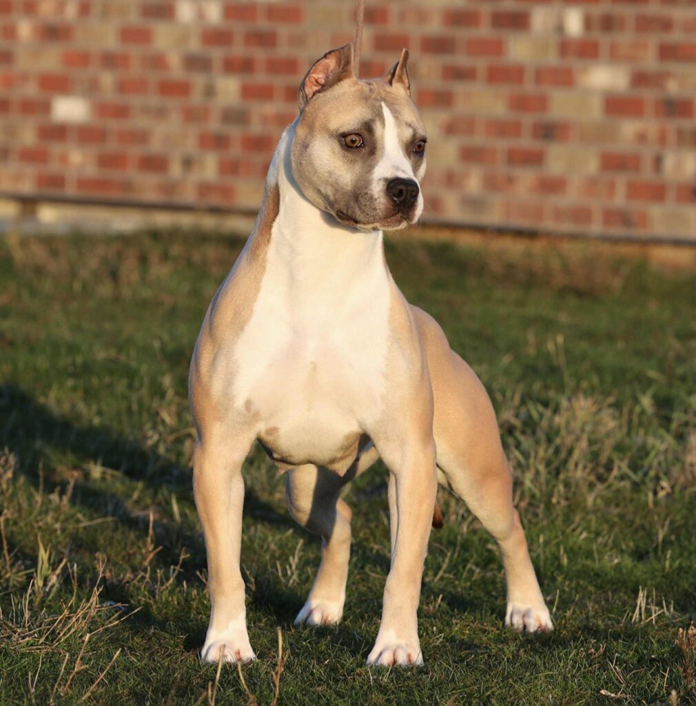 american pit bull terrier puppies for sale in the usa