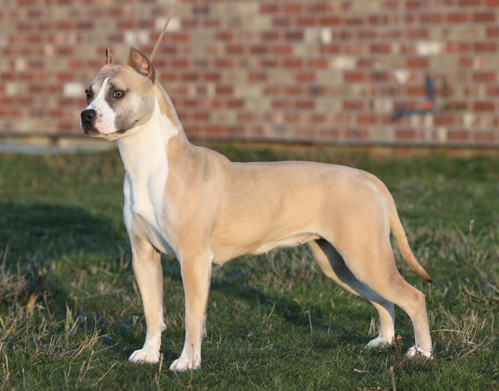 american pit bull terrier puppies for sale in the usa