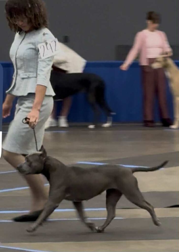 american pit bull terrier puppies for sale in the usa