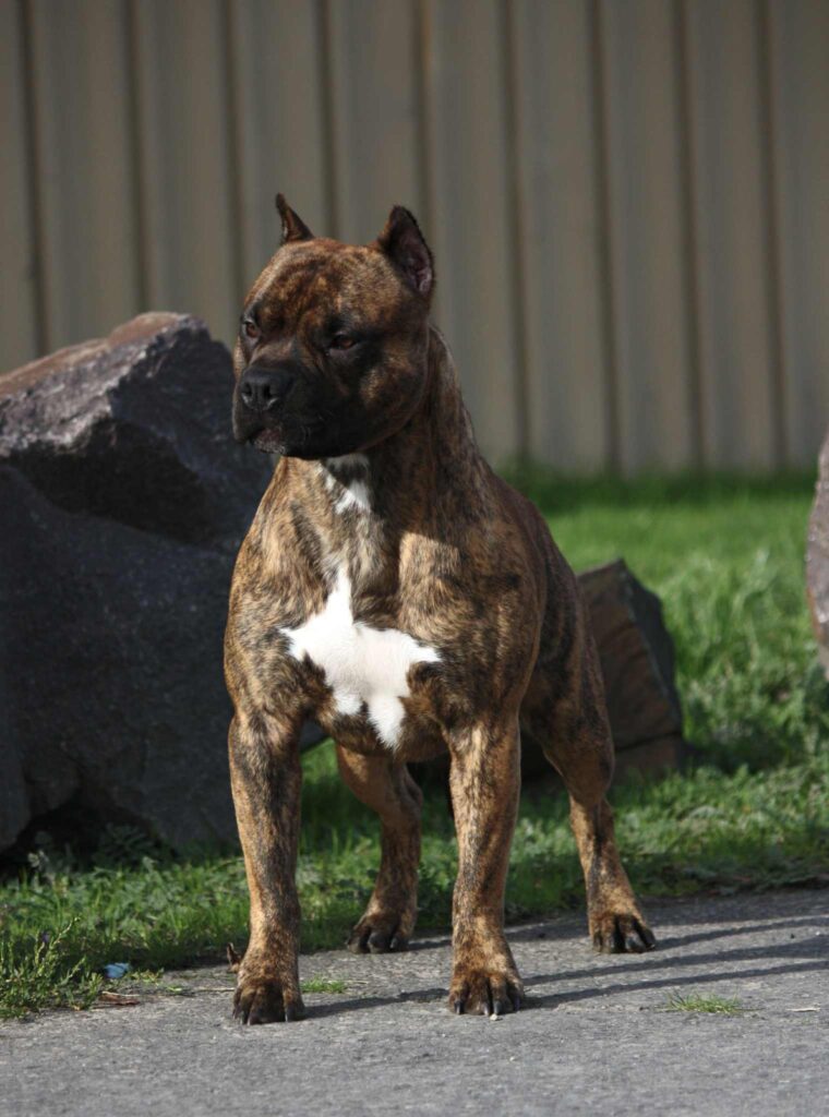 american pit bull terrier puppies for sale in the usa