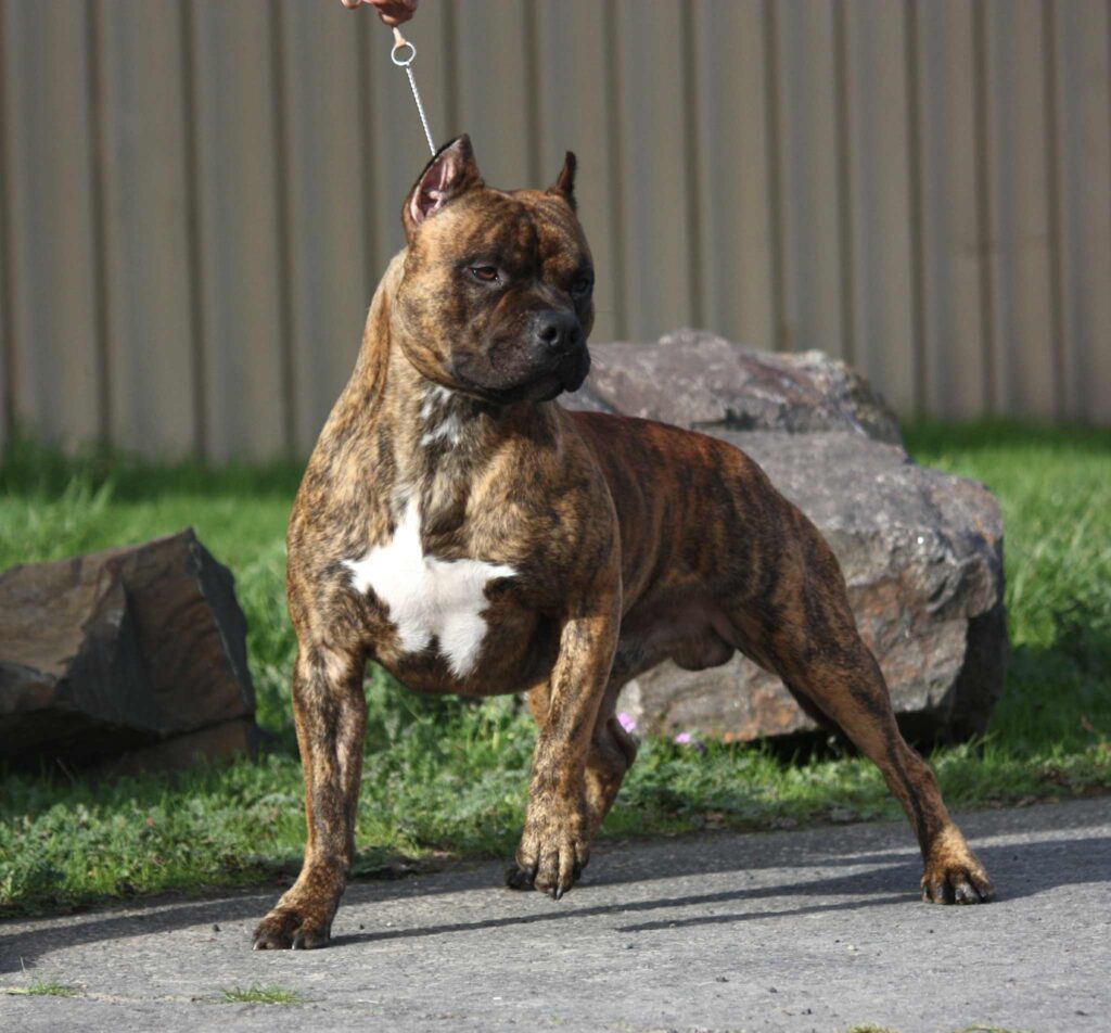 american pit bull terrier puppies for sale in the usa