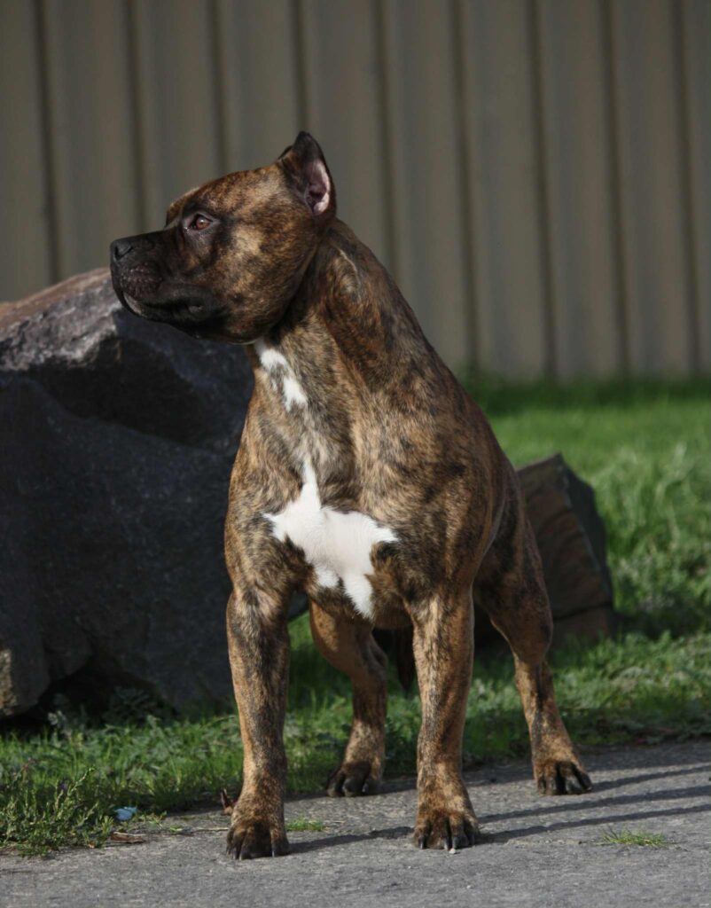 american pit bull terrier puppies for sale in the usa