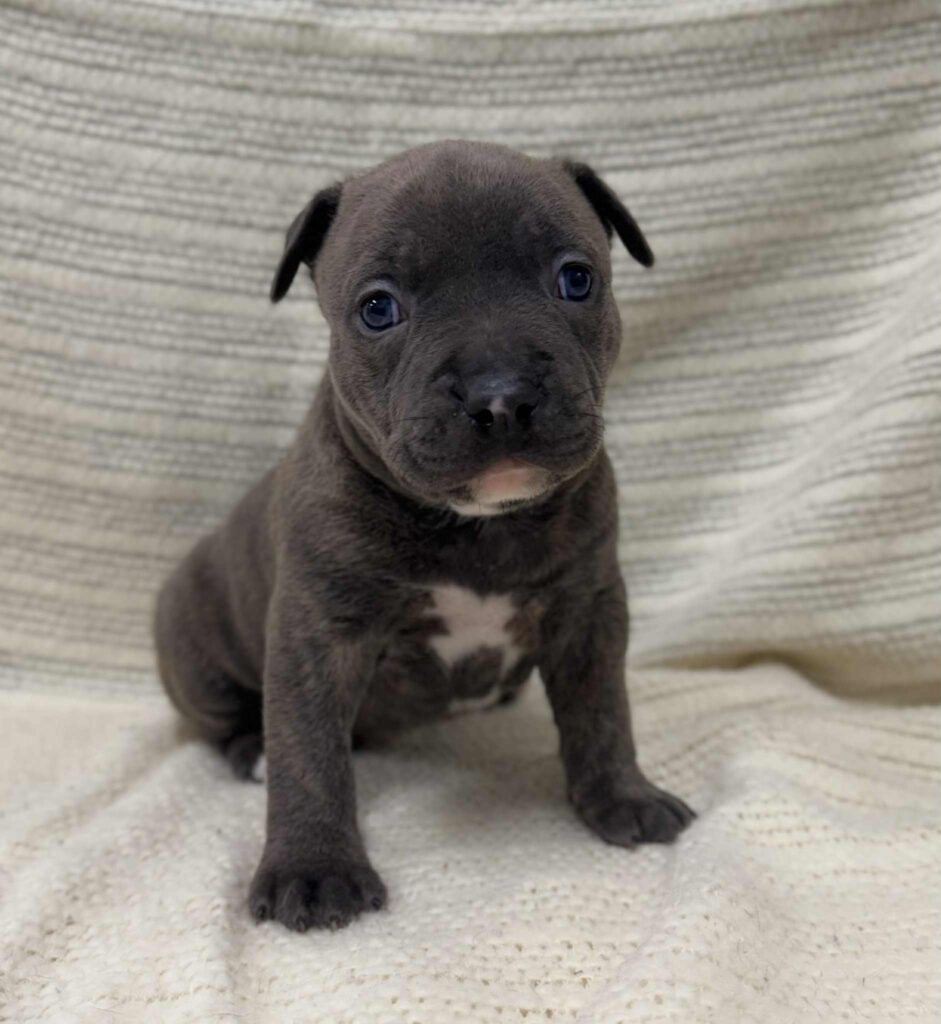 blue brindle pitbull puppies for sale