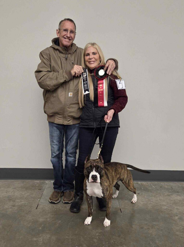 american pit bull terrier puppies for sale in the usa