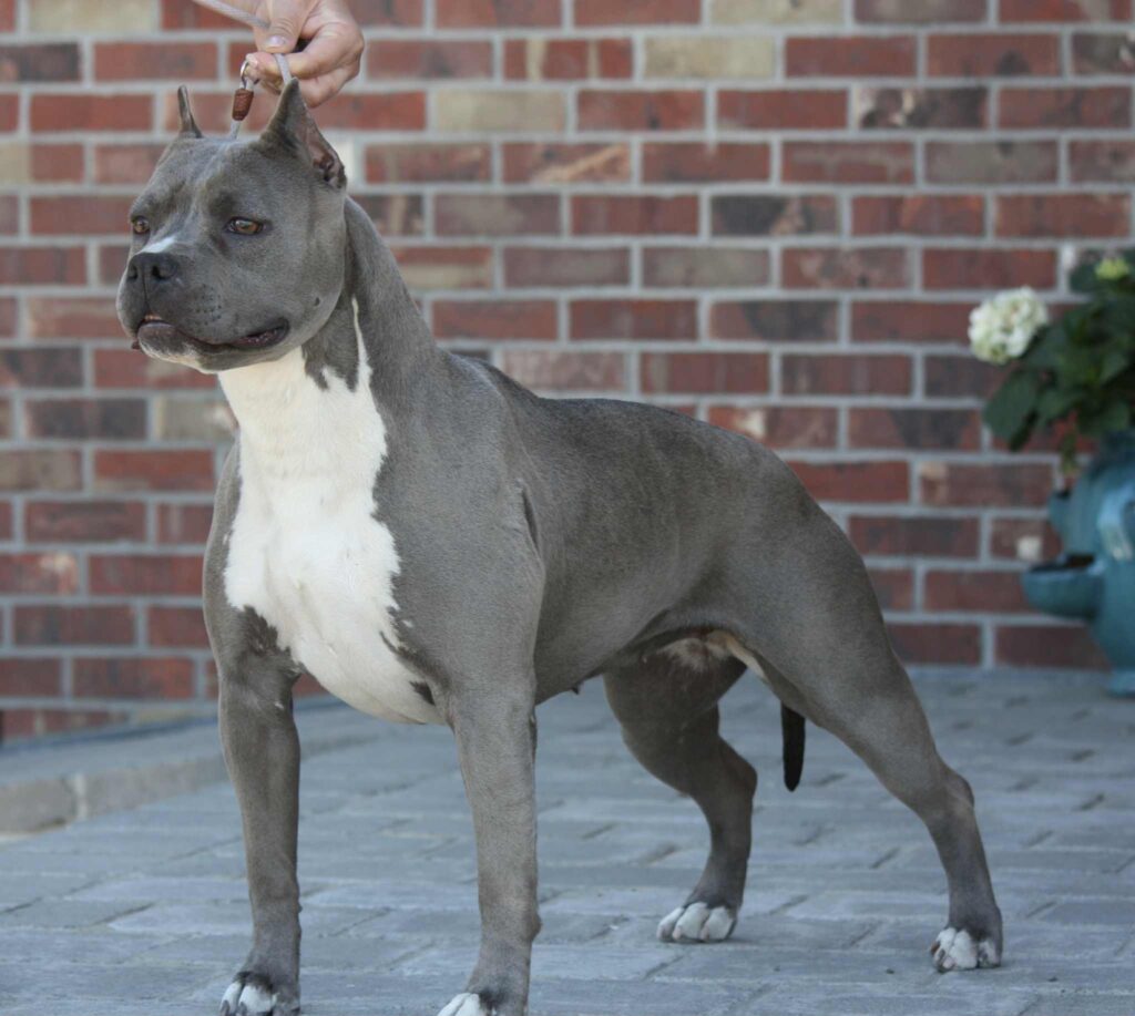 american pit bull terrier puppies for sale in the usa