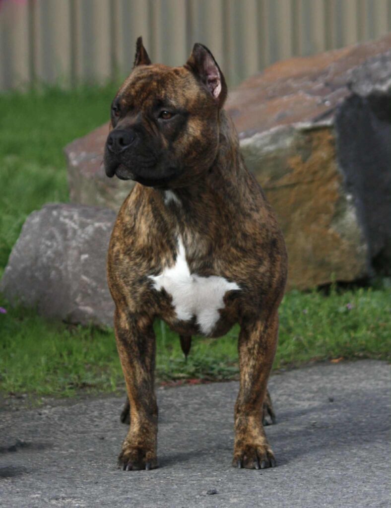 american pit bull terrier puppies for sale in the usa