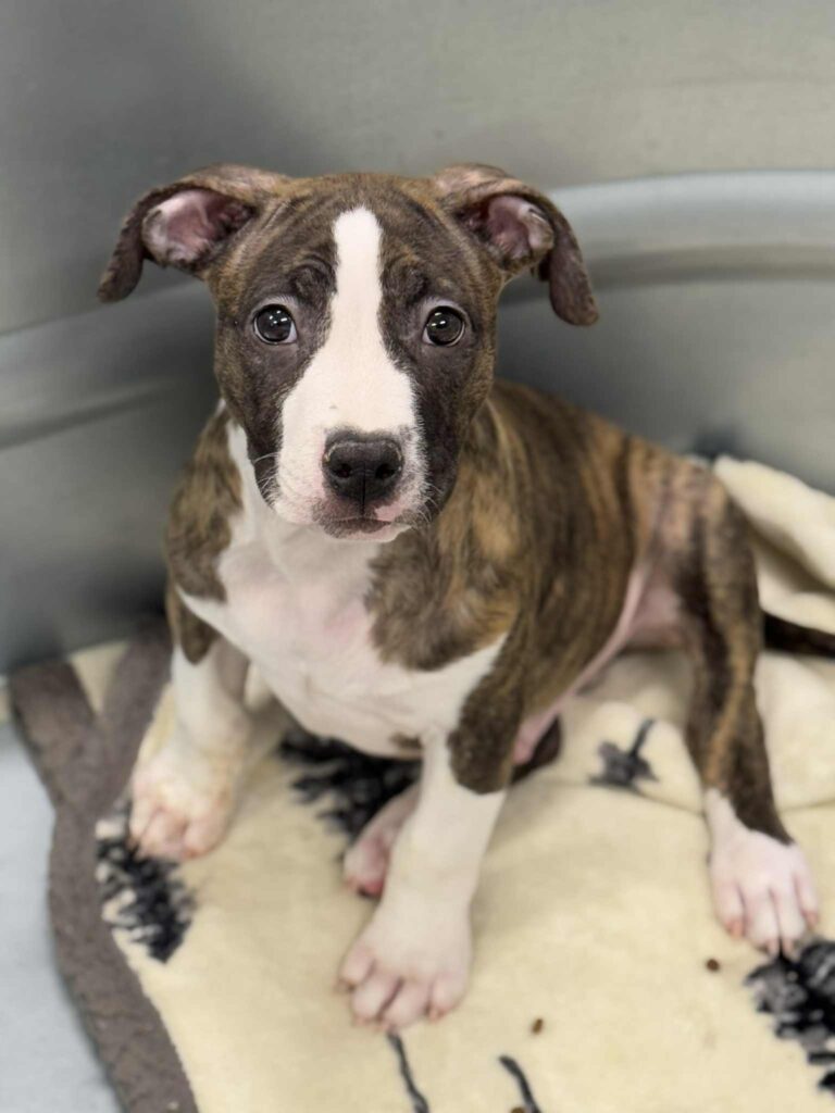 american pit bull terrier puppies for sale in the usa