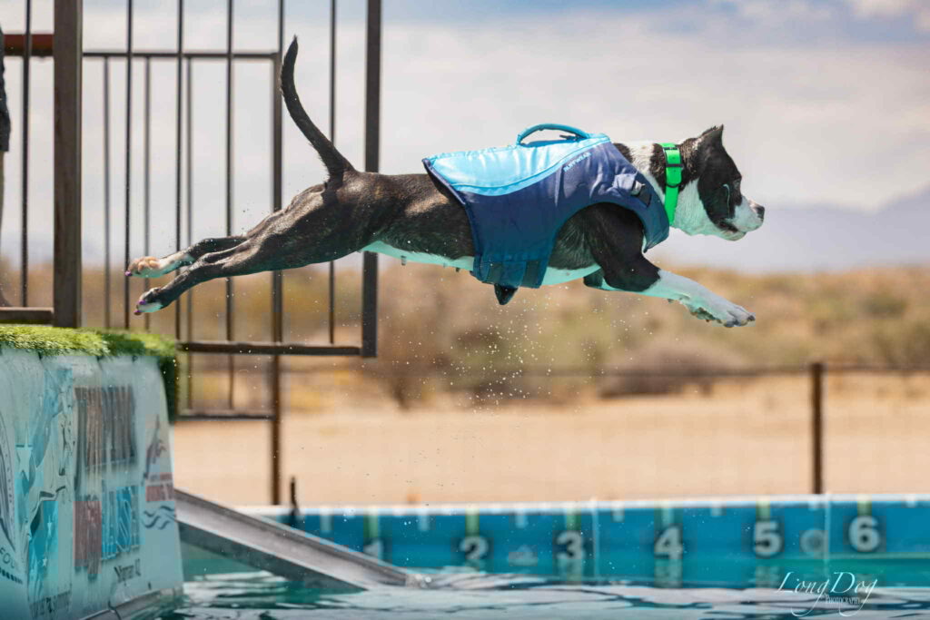 american pit bull terrier puppies for sale in the usa