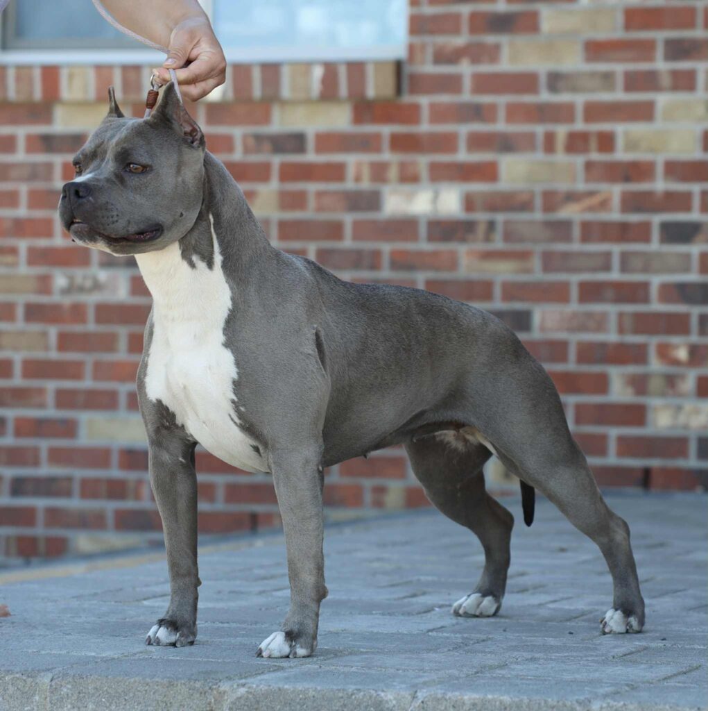 american pit bull terrier puppies for sale in the usa