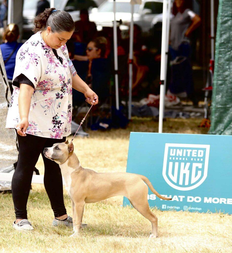 american pit bull terrier puppies for sale in the usa