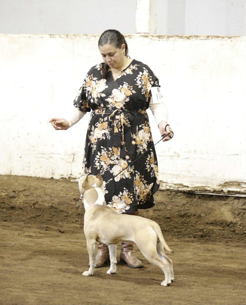 american pit bull terrier puppies for sale in the usa