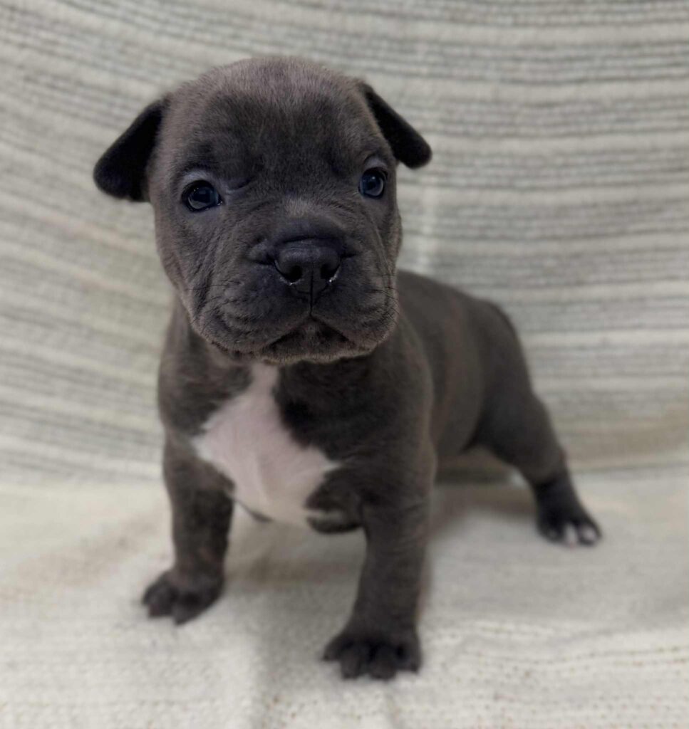 blue brindle pitbull puppies for sale