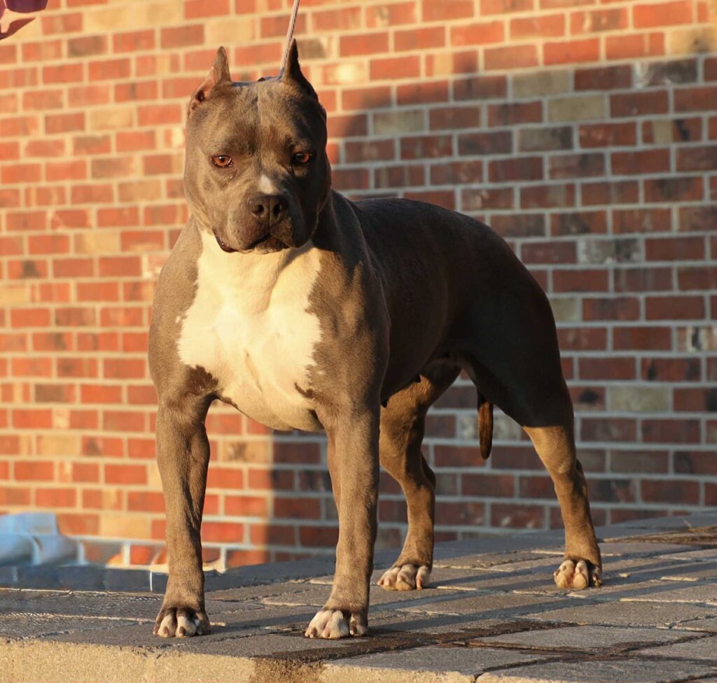 american pit bull terrier puppies for sale in the usa