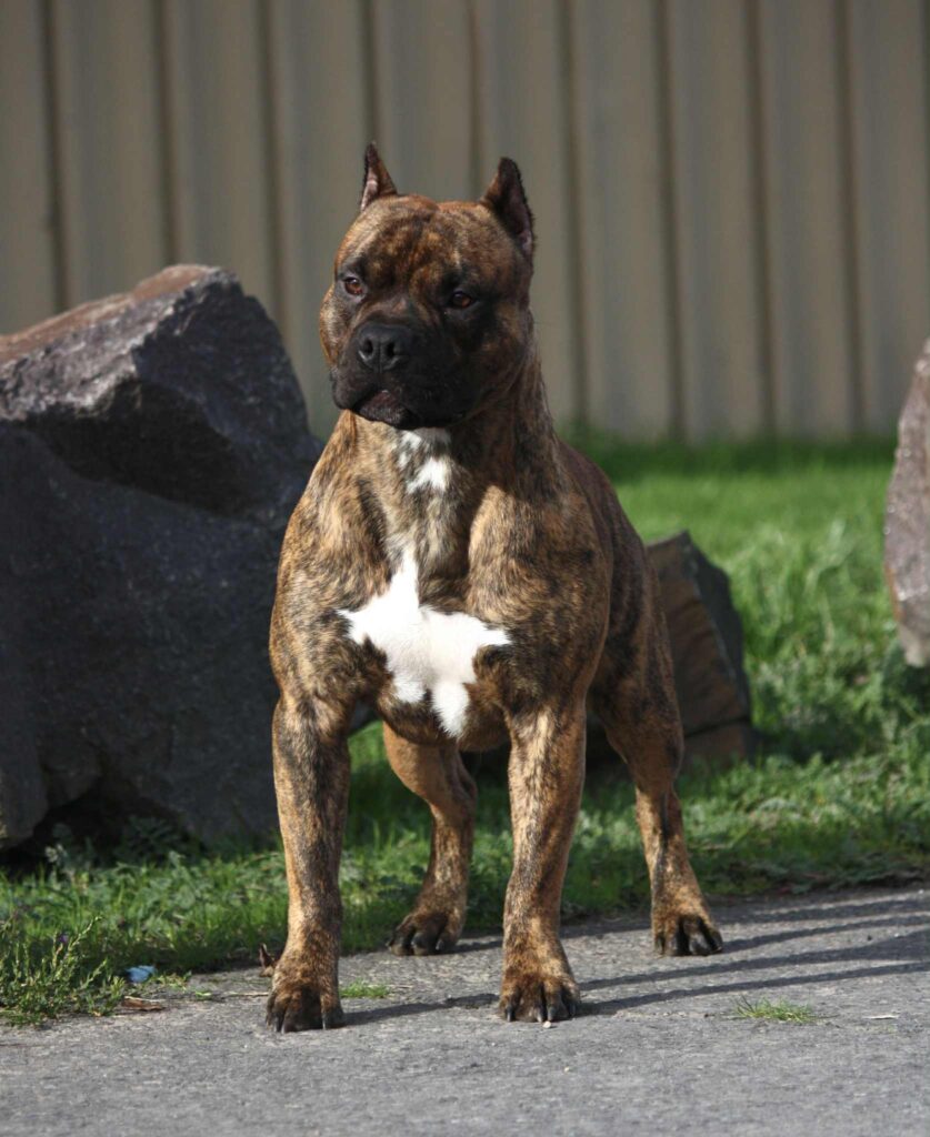 american pit bull terrier puppies for sale in the usa