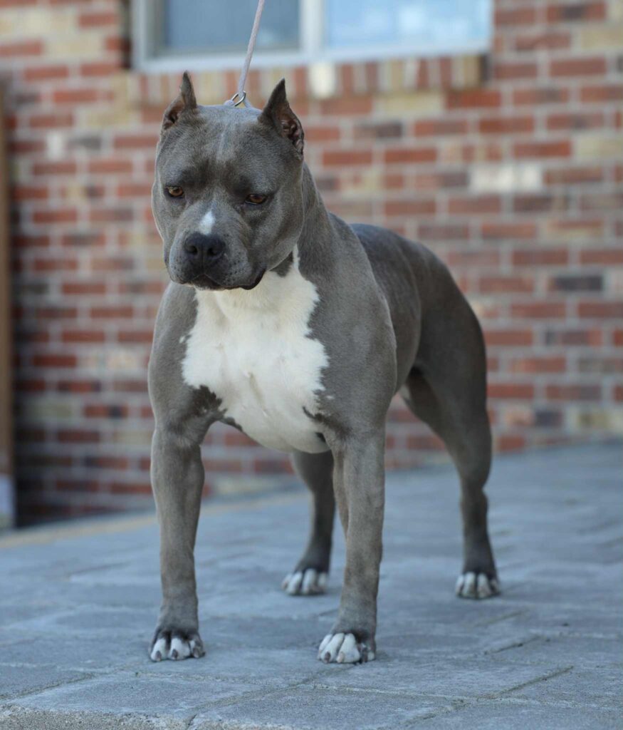 american pit bull terrier puppies for sale in the usa