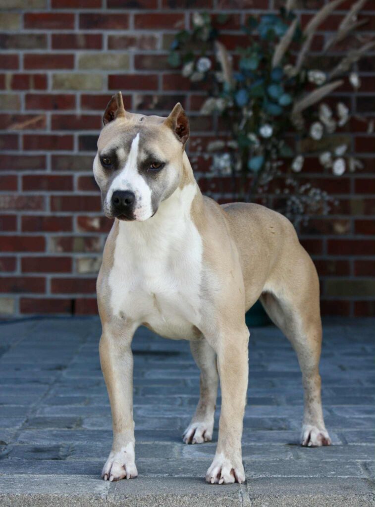 american pit bull terrier puppies for sale in the usa