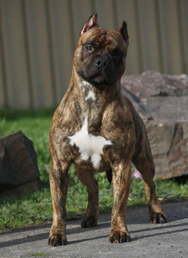 american pit bull terrier puppies for sale in the usa