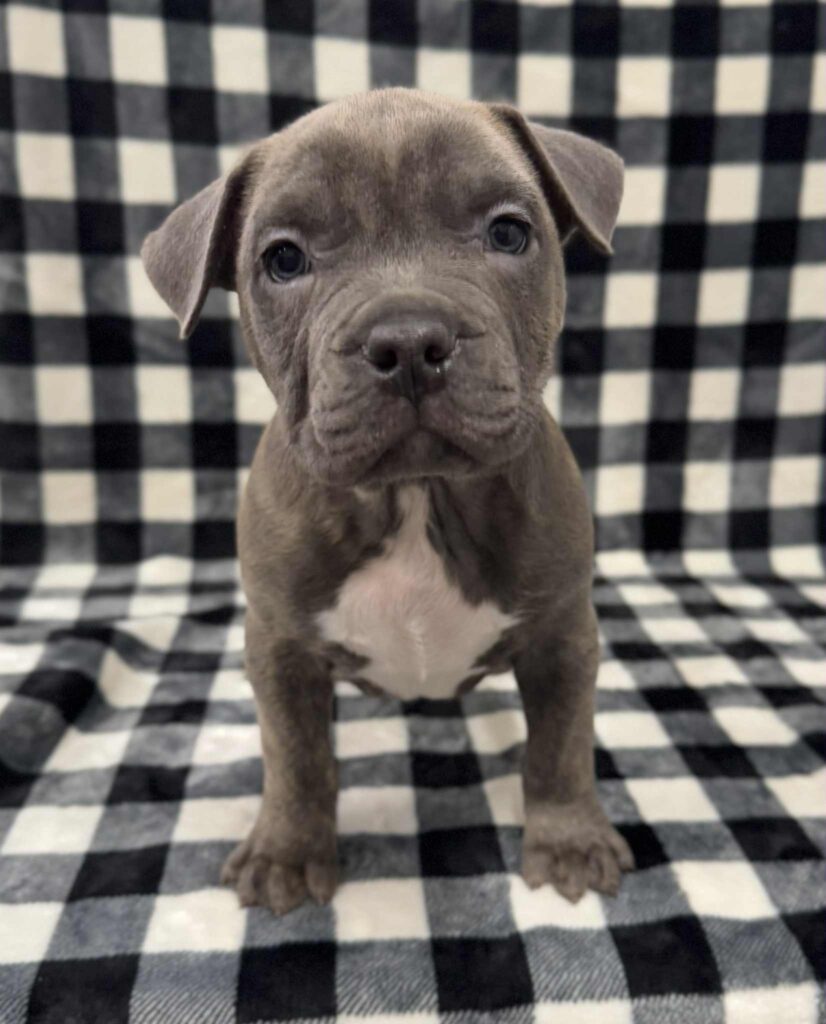 american pit bull terrier puppies for sale in the usa