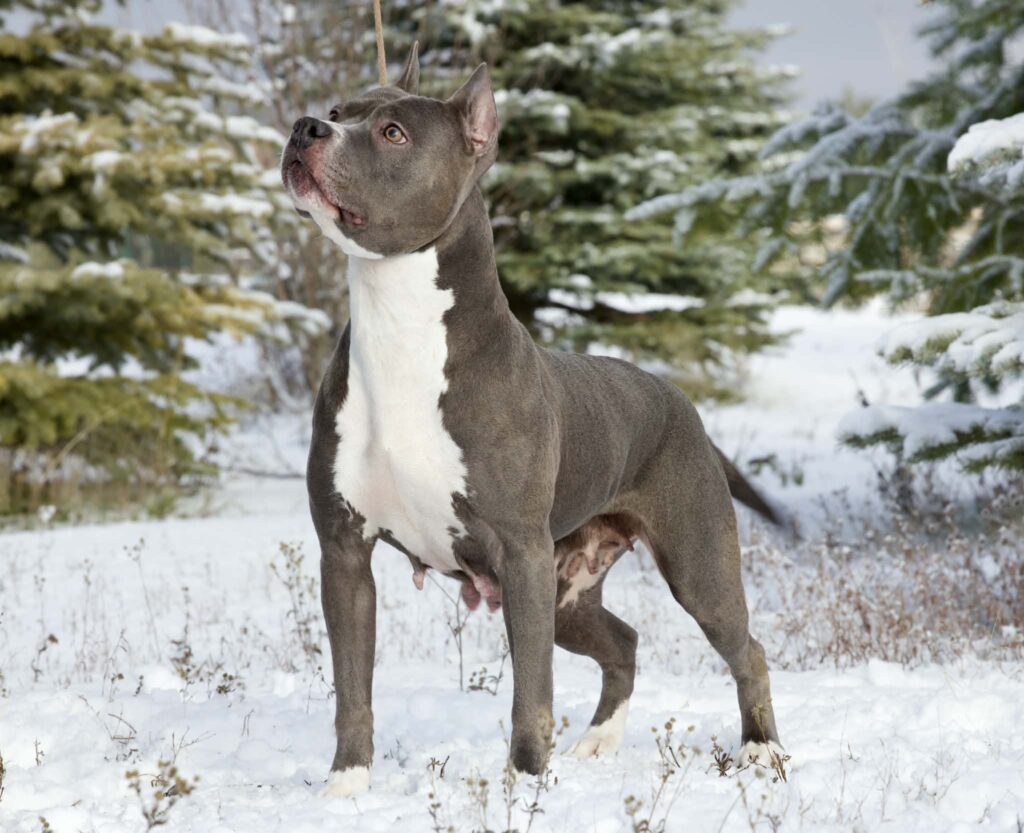 real pitbulls