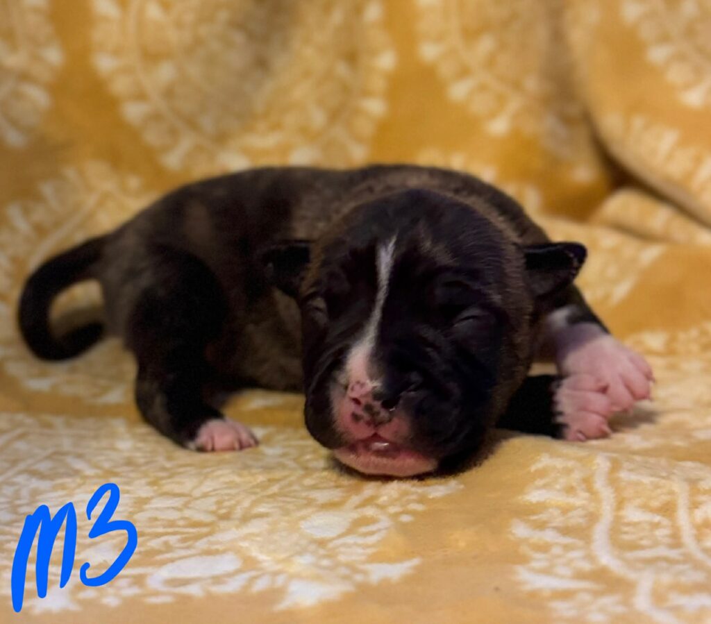american pit bull terrier puppies for sale in the usa