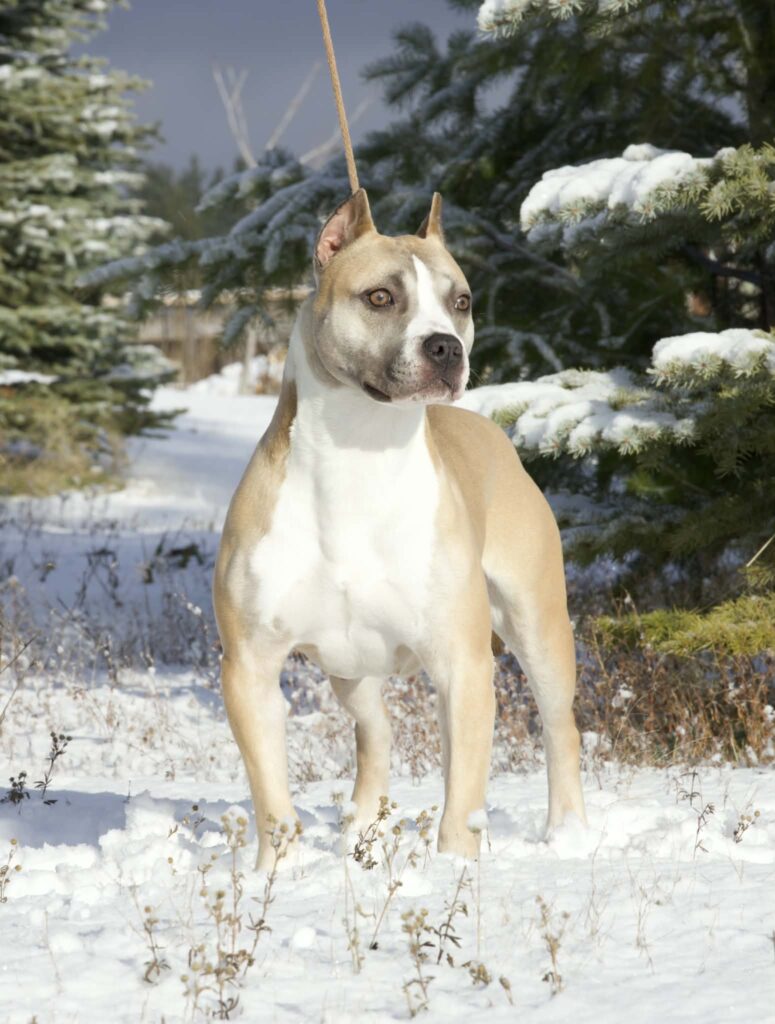 best pit bull breeder