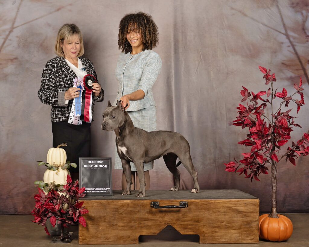 grand champion blue nose pit bull