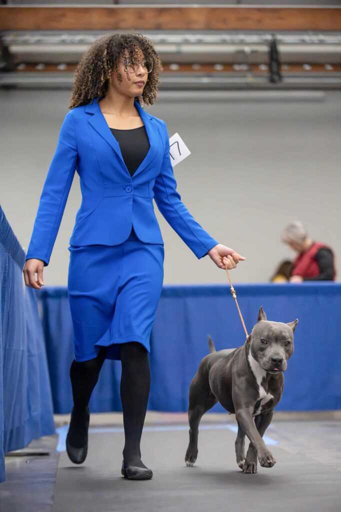 grand champion blue nose pit bull