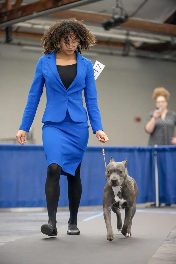 grand champion blue nose pit bull