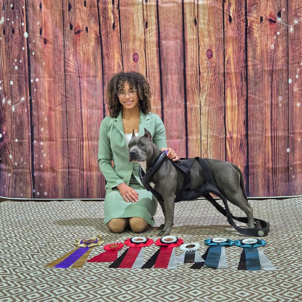 grand champion blue nose pit bull