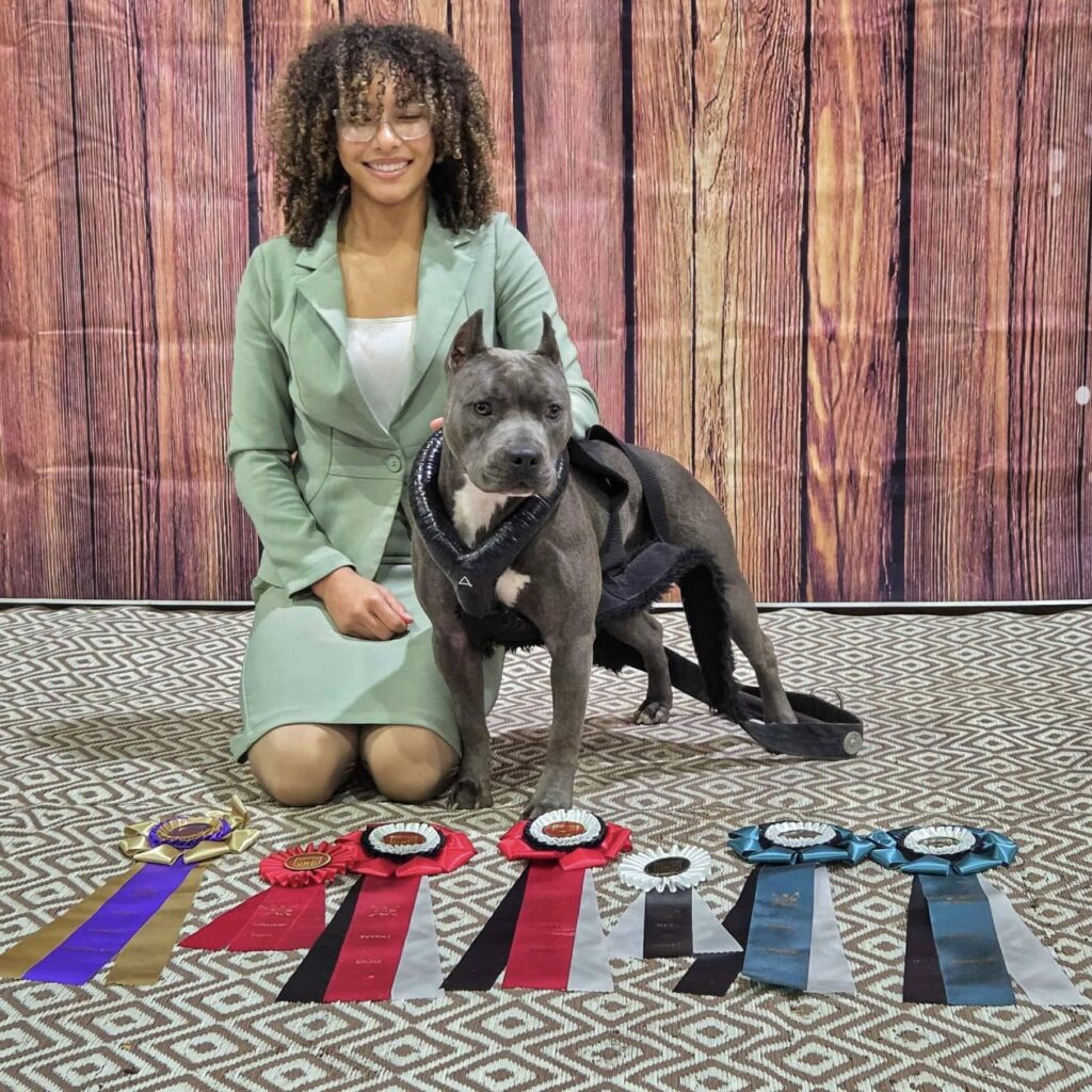 grand champion blue nose pit bull