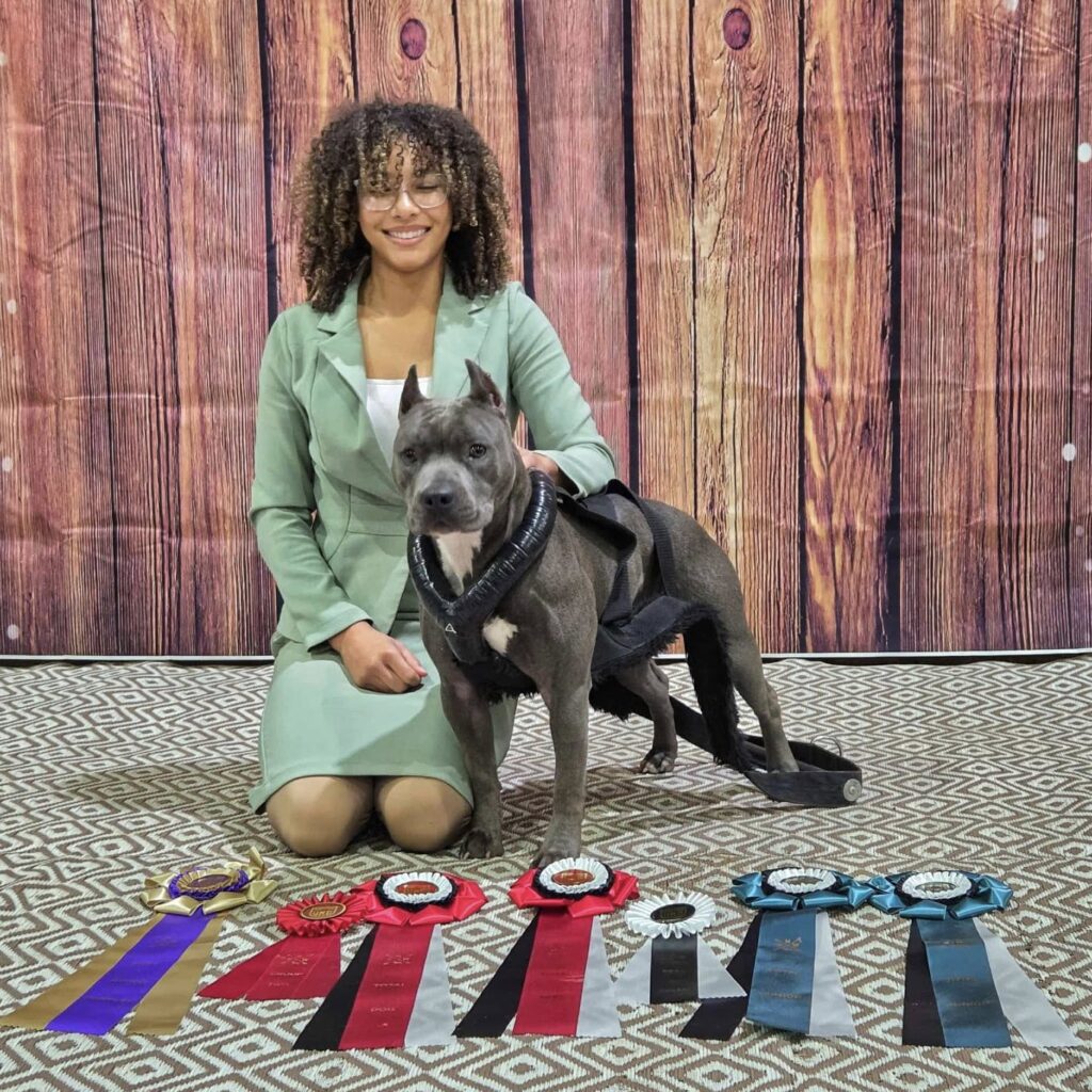 grand champion blue nose pit bull