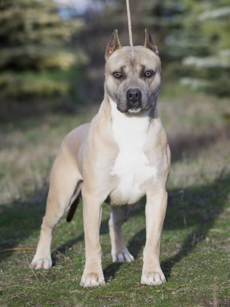 top rated american pit bull terrier breeder