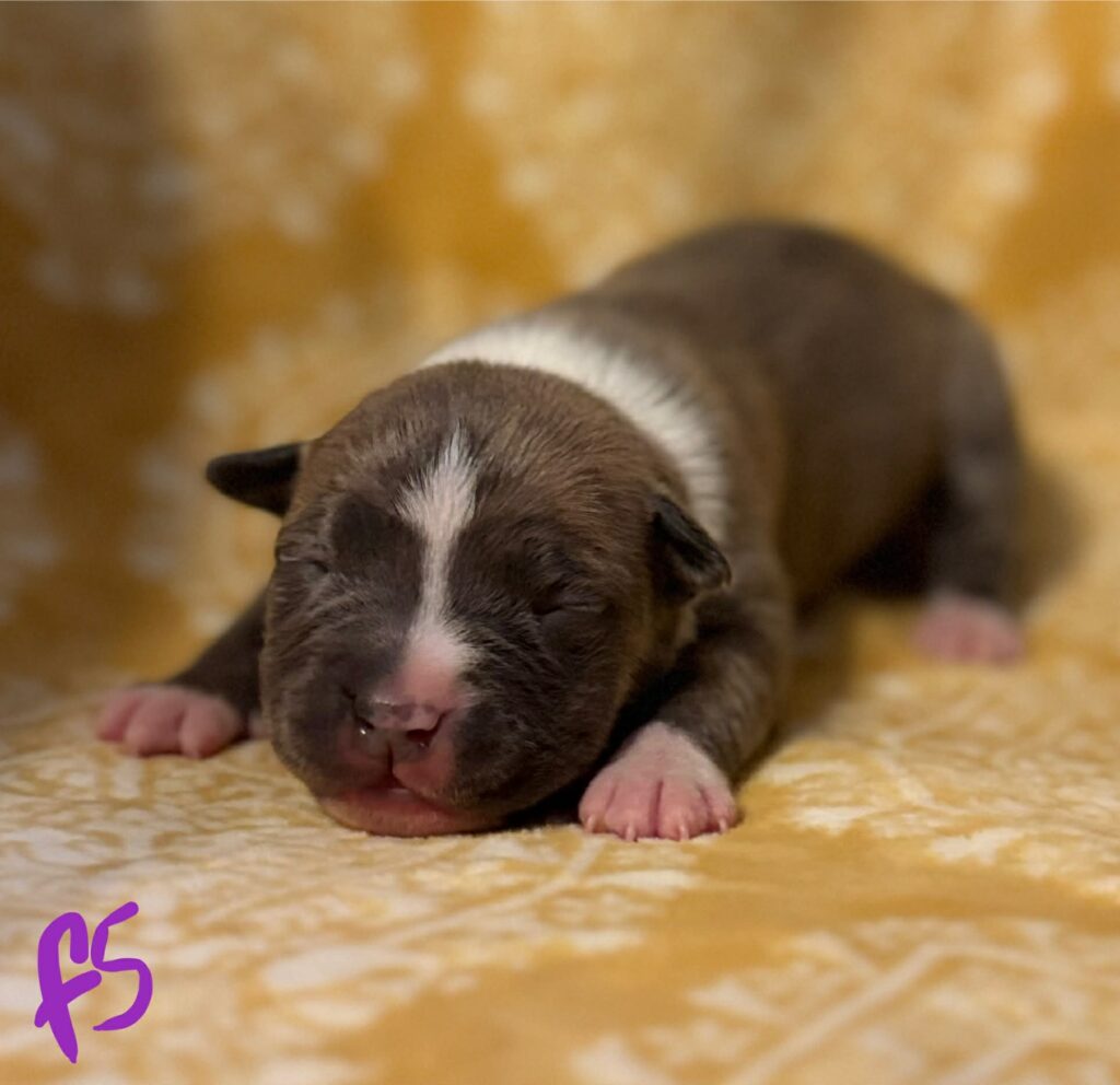 american pit bull terrier puppies for sale in the usa