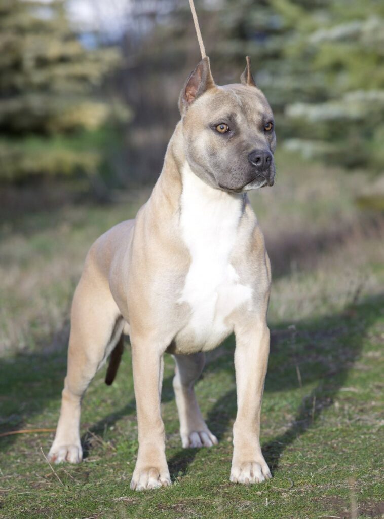 top rated american pit bull terrier breeder