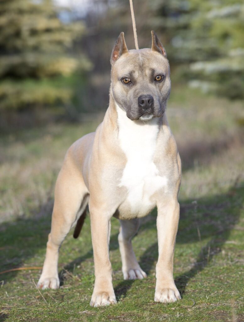 top rated american pit bull terrier breeder