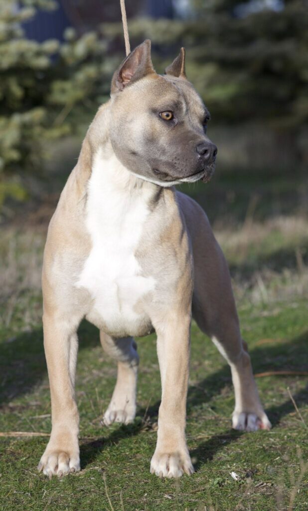 top rated american pit bull terrier breeder