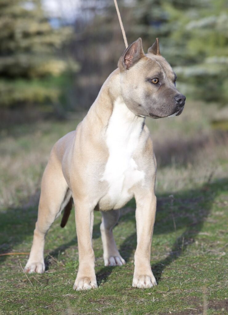 top rated american pit bull terrier breeder