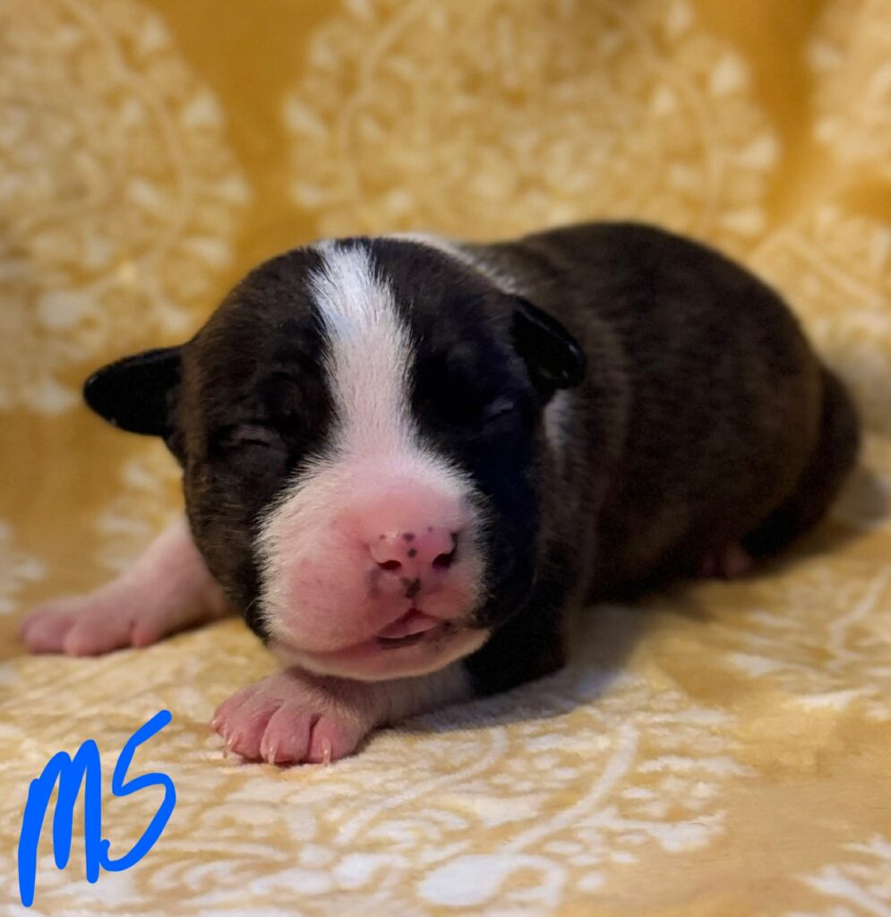 american pit bull terrier puppies for sale in the usa