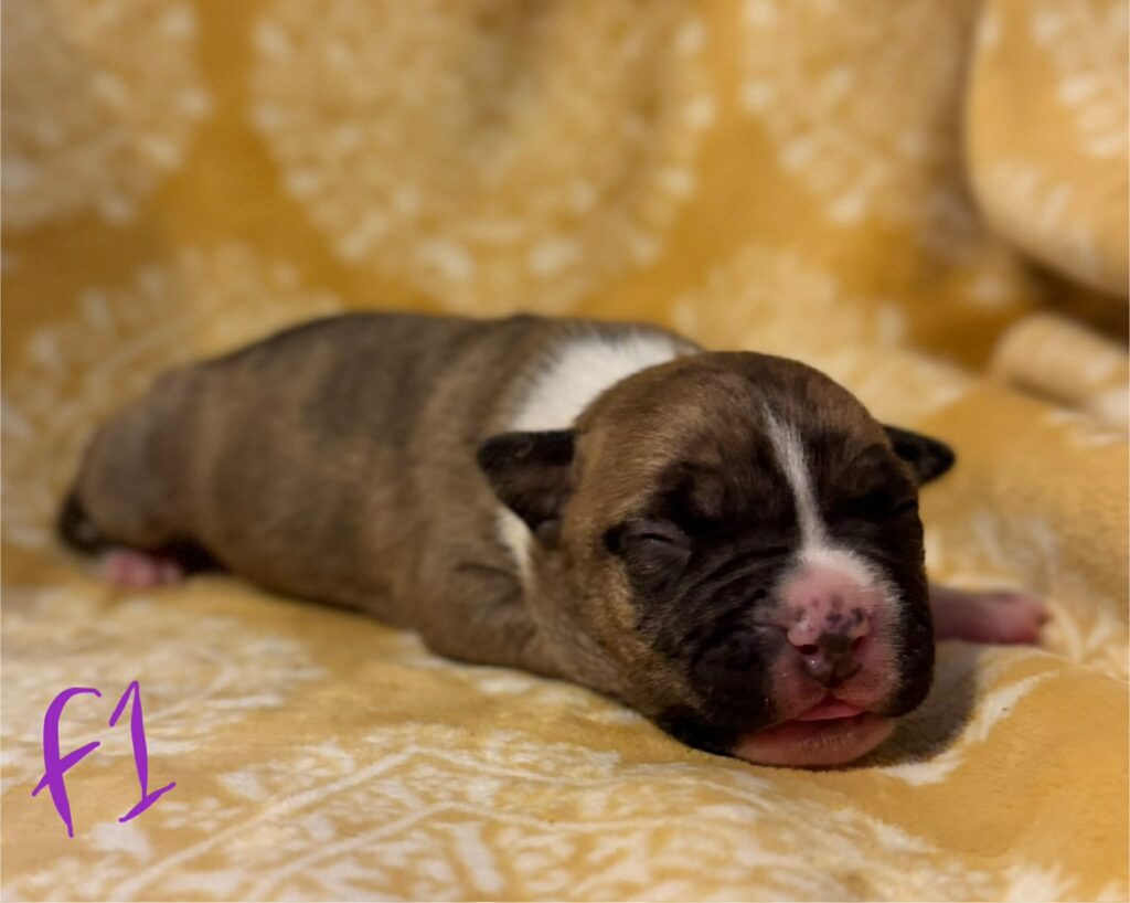 american pit bull terrier puppies for sale in the usa