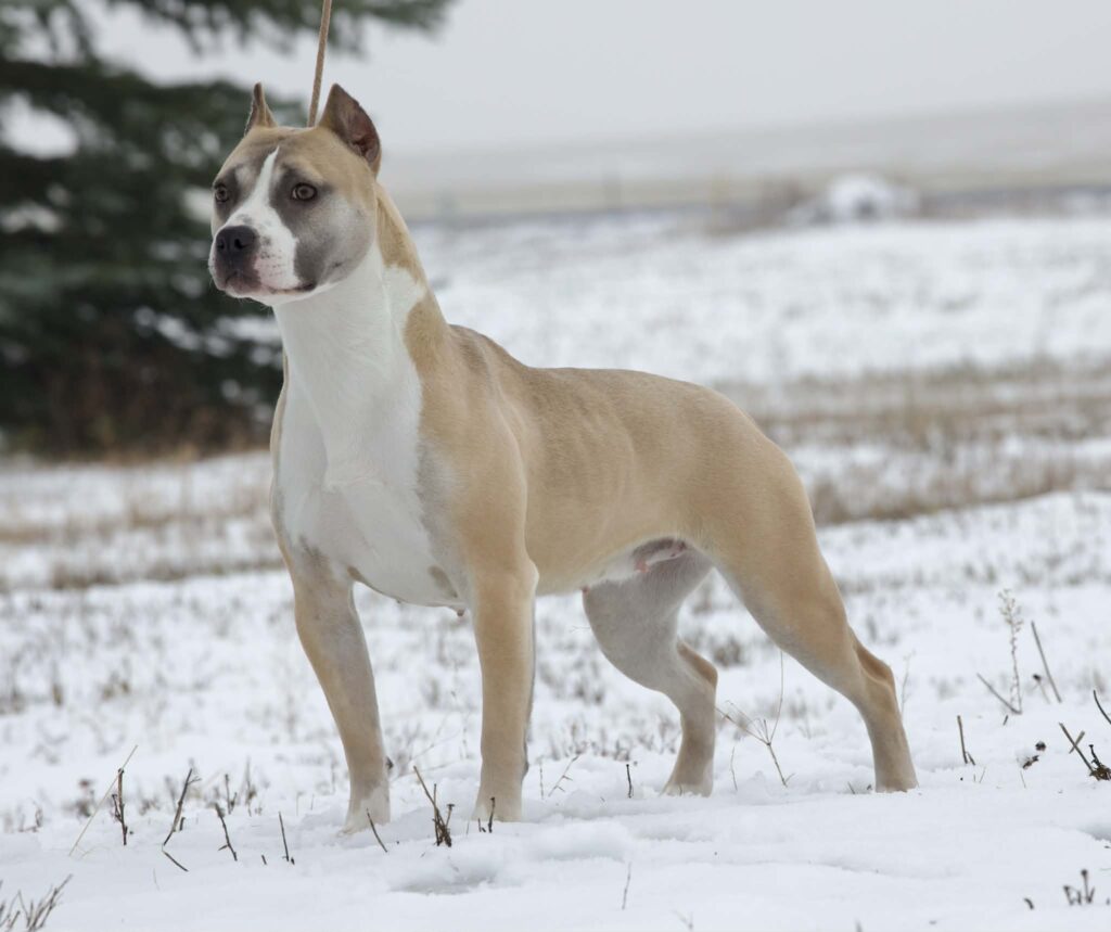 best pit bull breeder