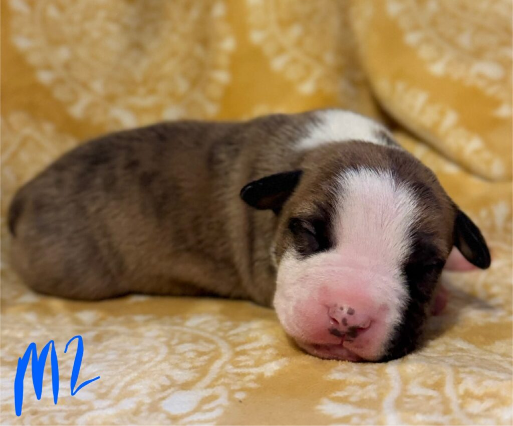 american pit bull terrier puppies for sale in the usa