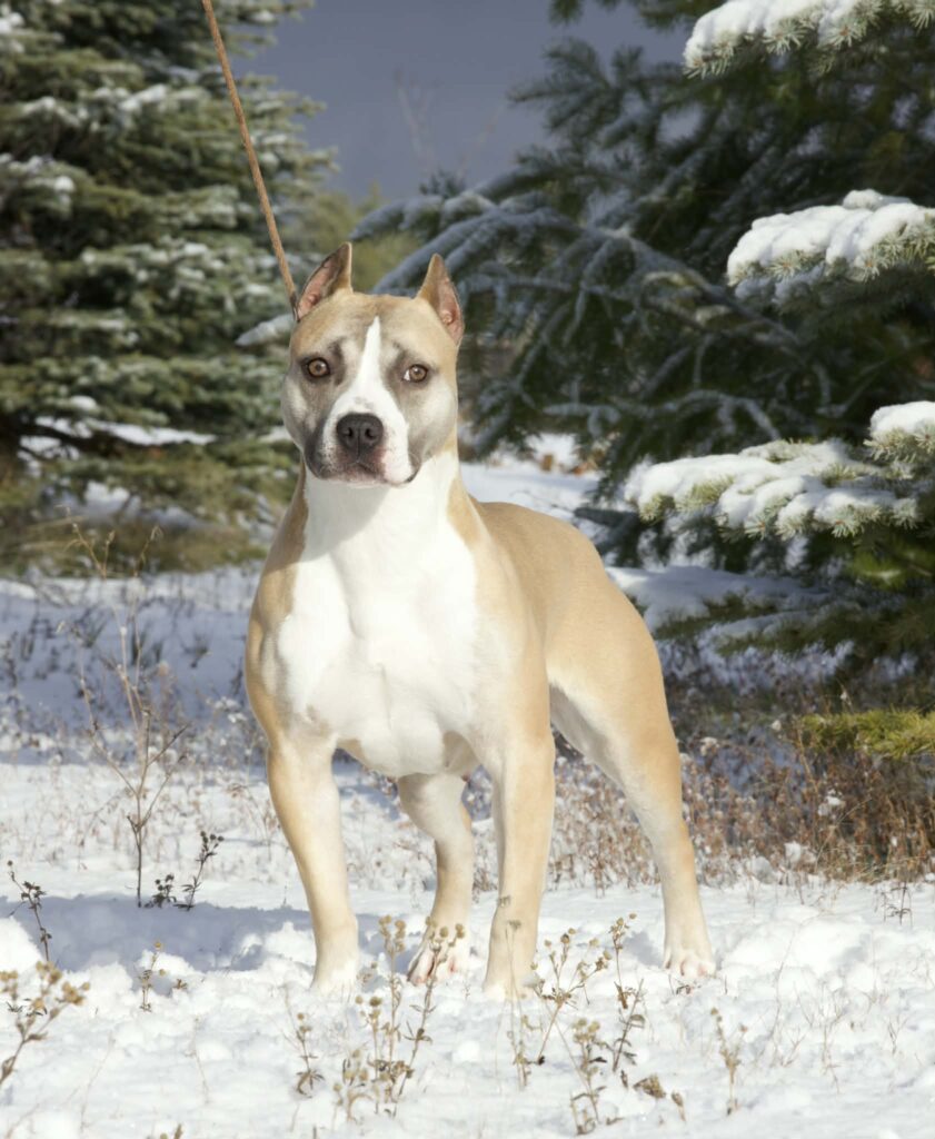 rednose pitbulls in the usa