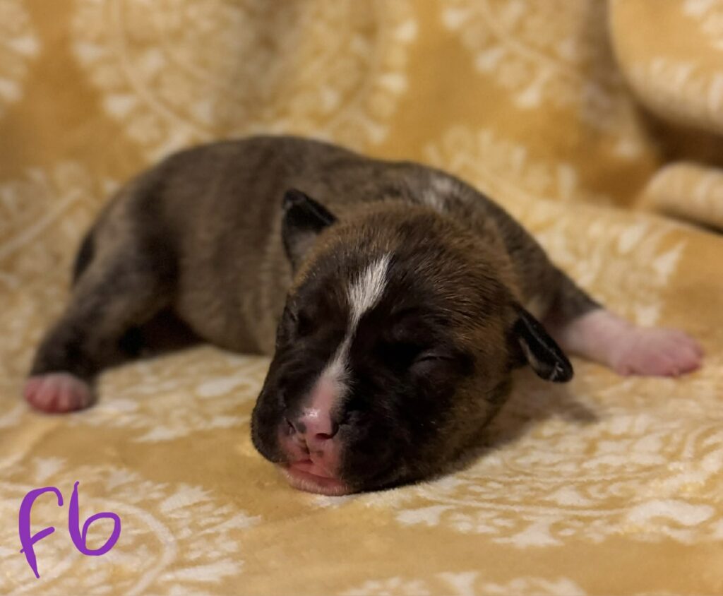 american pit bull terrier puppies for sale in the usa