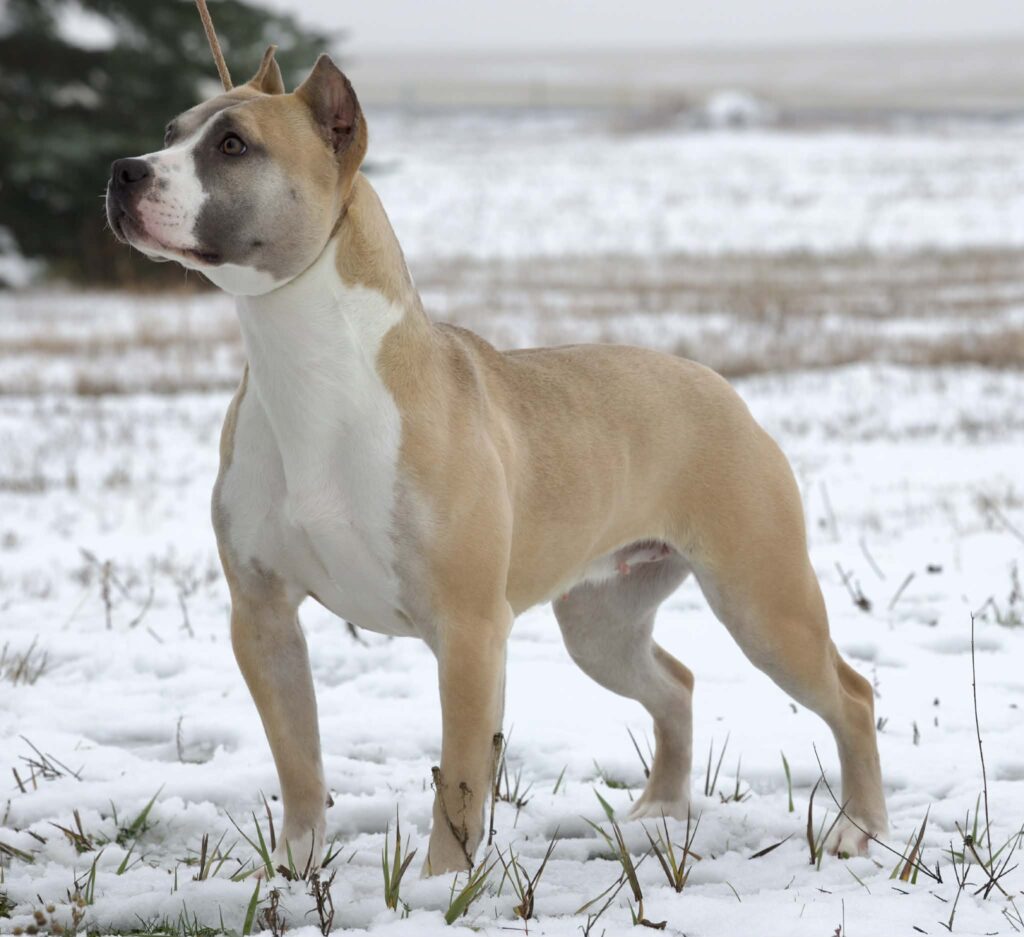 best pit bull breeder