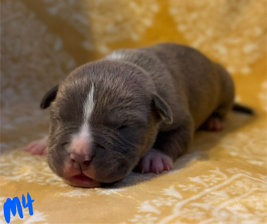 american pit bull terrier puppies for sale in the usa