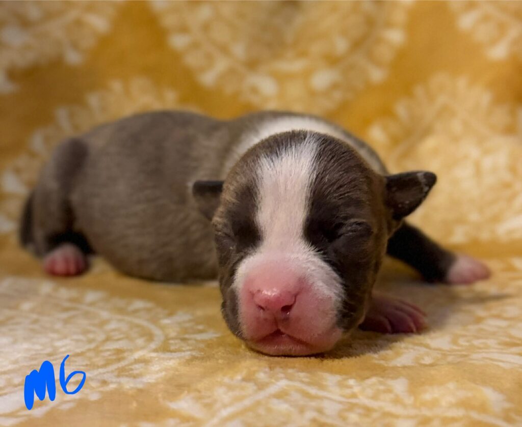 american pit bull terrier puppies for sale in the usa